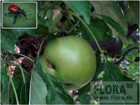 Nosanik jablcny, foto: FLORA.sk